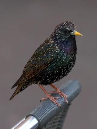 Photo of European Starling (Sturnus vulgaris)