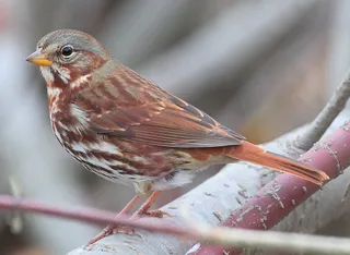 Photo of Fox Sparrow (Passerella iliaca)