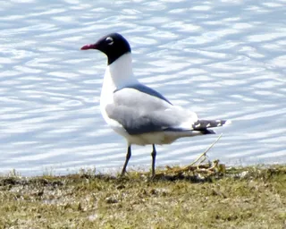 Photo of Franklin's Gull (Leucophaeus pipixcan)