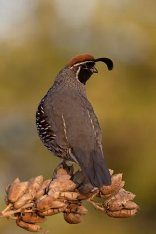 Photo of Gambel's Quail (Callipepla gambelii)