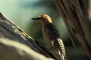 Photo of Gila Woodpecker (Melanerpes uropygialis)