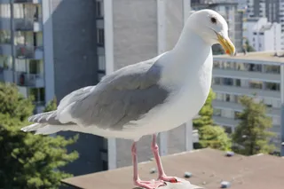 Photo of Glaucous-winged Gull (Larus glaucescens)