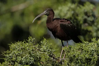 Photo of Glossy Ibis (Plegadis falcinellus)