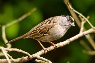 Photo of Golden-crowned Sparrow (Zonotrichia atricapilla)