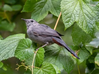 Photo of Gray Catbird (Dumetella carolinensis)
