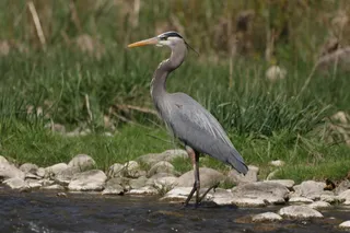 Photo of Great Blue Heron (Ardea herodias)