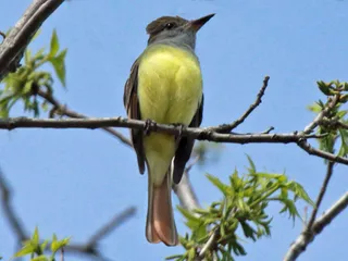 Photo of Great Crested Flycatcher (Myiarchus crinitus)