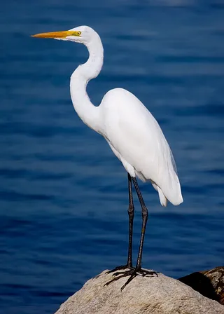 Photo of Great Egret (Ardea alba)