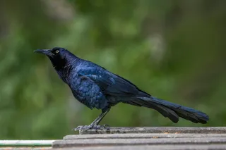 Photo of Great-tailed Grackle (Quiscalus mexicanus)