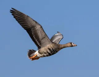 Photo of Greater White-fronted Goose (Anser albifrons)