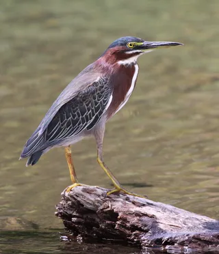 Photo of Green Heron (Butorides virescens)