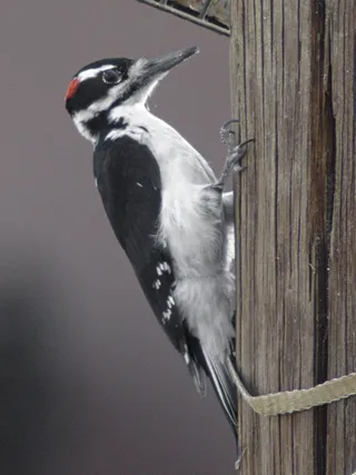 Photo of Hairy Woodpecker (Dryobates villosus)