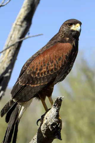 Photo of Harris's Hawk (Parabuteo unicinctus)