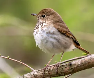 Photo of Hermit Thrush (Catharus guttatus)
