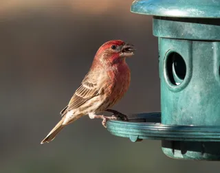 Photo of House Finch (Haemorhous mexicanus)