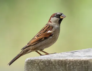 Photo of House Sparrow (Passer domesticus)