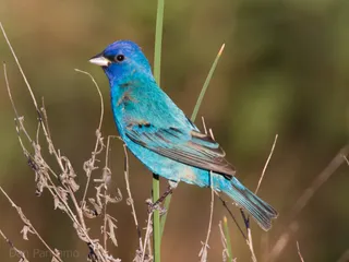 Photo of Indigo Bunting (Passerina cyanea)