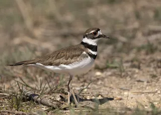 Photo of Killdeer (Charadrius vociferus)