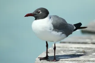 Photo of Laughing Gull (Leucophaeus atricilla)