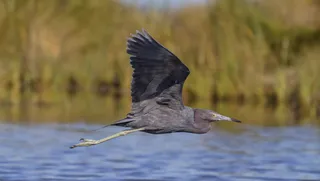 Photo of Little Blue Heron (Egretta caerulea)