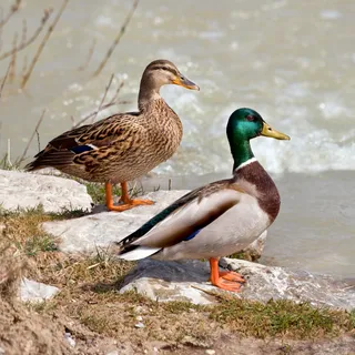Photo of Mallard (Anas platyrhynchos)