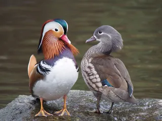 Photo of Mandarin Duck (Aix galericulata)