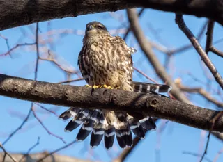 Photo of Merlin (Falco columbarius)