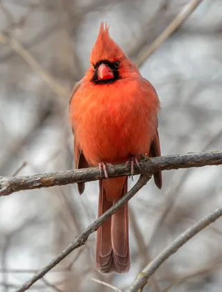 Photo of Northern Cardinal (Cardinalis cardinalis)