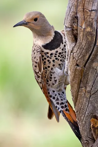 Photo of Northern Flicker (Colaptes auratus)