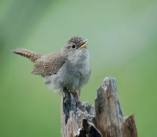 Photo of Northern House Wren (Troglodytes aedon)