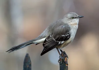 Photo of Northern Mockingbird (Mimus polyglottos)