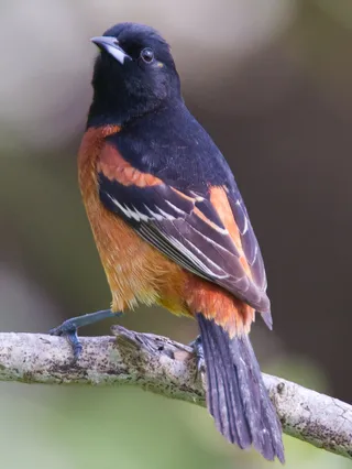 Photo of Orchard Oriole (Icterus spurius)