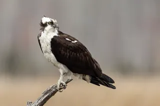 Photo of Osprey (Pandion haliaetus)