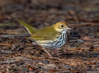 Photo of Ovenbird (Seiurus aurocapilla)