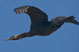 Photo of Pelagic Cormorant (Urile pelagicus)