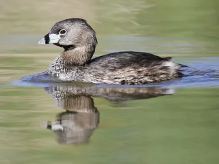 Photo of Pied-billed Grebe (Podilymbus podiceps)