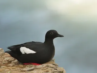 Photo of Pigeon Guillemot (Cepphus columba)