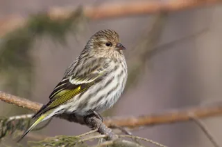 Photo of Pine Siskin (Spinus pinus)
