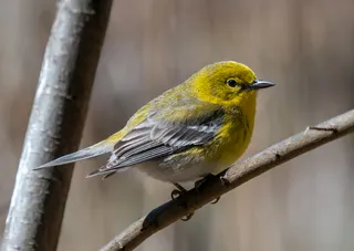 Photo of Pine Warbler (Setophaga pinus)
