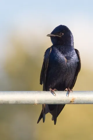 Photo of Purple Martin (Progne subis)