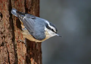 Photo of Red-breasted Nuthatch (Sitta canadensis)
