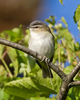 Photo of Red-eyed Vireo (Vireo olivaceus)