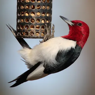 Photo of Red-headed Woodpecker (Melanerpes erythrocephalus)