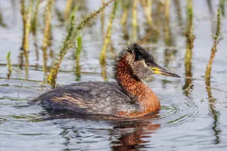 Photo of Red-necked Grebe (Podiceps grisegena)