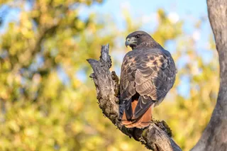 Photo of Red-tailed Hawk (Buteo jamaicensis)