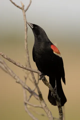 Photo of Red-winged Blackbird (Agelaius phoeniceus)