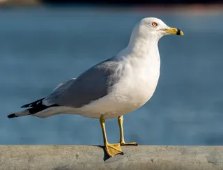 Photo of Ring-billed Gull (Larus delawarensis)