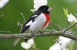 Photo of Rose-breasted Grosbeak (Pheucticus ludovicianus)