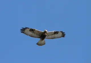 Photo of Rough-legged Hawk (Buteo lagopus)