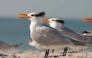 Photo of Royal Tern (Thalasseus maximus)